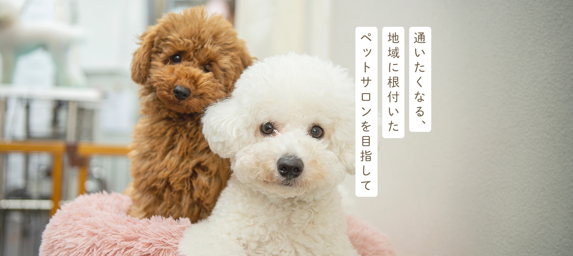 DogAmigo 巣鴨店
